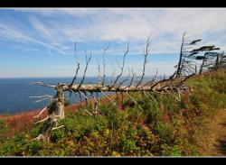 Ile Bonaventure