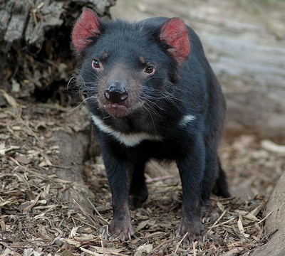 Zoologie diable de tasmanie espèce menacée Australie océanie marsupial Sarcophilus harrisii hécatombe
