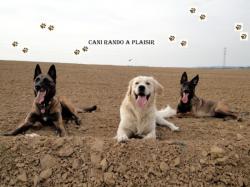 Cani Rando &agrave; Plaisir