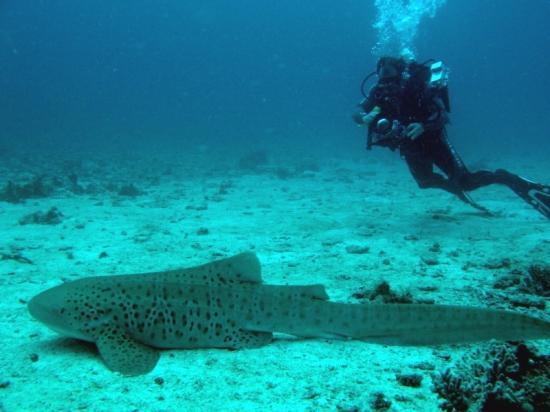 site de rencontre plongeur