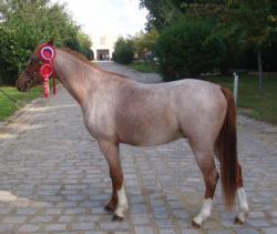 Rhys, show Bréviaires