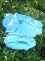Sp&eacute;cial Reborn:Gilet manches 3/4,Culotte,Paire de Chaussons Vert Lagon d&eacute;cor&eacute; Broche &agrave; Noeud/Rose Assortie..