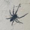Les araignées tissent leur toile dans les rues du 5ème arrondissement