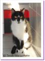 Bianca, chatte à adopter