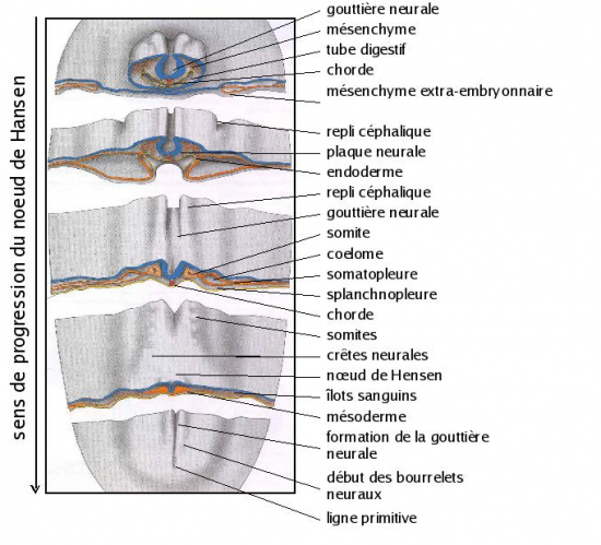 Embryo Descriptive 4 