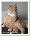 Flamby, chat à adopter Paris