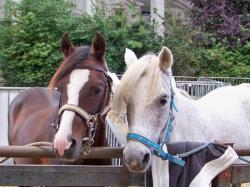 romeo et joyau
