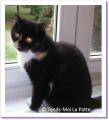 Arca, british de 3 ans