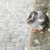 Camaïeu gris pour pigeon, quai et pavé...