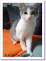 Fleur, chaton &agrave; adopter Paris