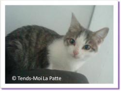Fossette, chaton &agrave; adopter Paris