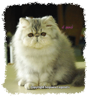 Folly douce 2.gif