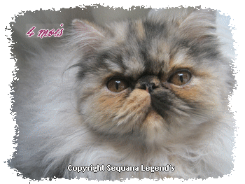 For Ever Sandrine.gif