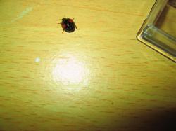 Adalia bipunctata photo A.M.B 2010