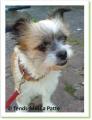 Dawa, shi-tzu &agrave; adopter paris