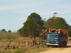 Exploitation du bois a Cabo polonio en Uruguay