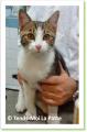 Ford, chat &agrave; adopter Paris