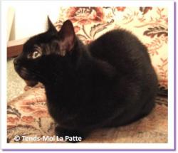 Louna, chatte à adopter Paris