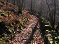 chemin