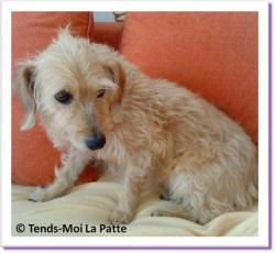 Rigolotte, croisée basset fauve de bretagne paris à adopter