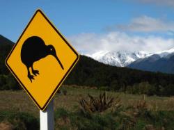 caution, kiwi !