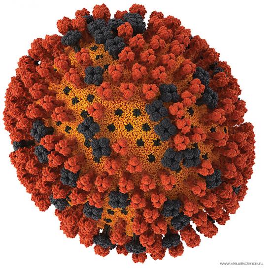 D225g N Emergence In H1n1 Variants