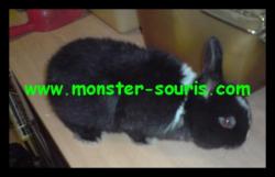 lapin monster-souris