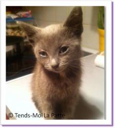 Tulum, chaton &agrave; adopter Paris