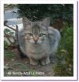 Lola, chatonne &agrave; adopter