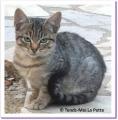 Lila, chatonne à adopter