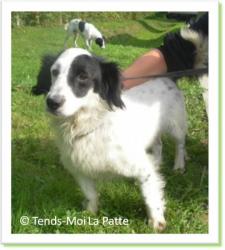 Man, chien à adopter Paris