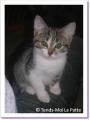 Chana, chaton à adopter Paris