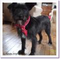 Caline, petite chienne &agrave; adopter