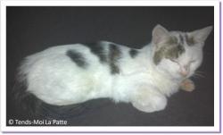 Felixette, chatte &agrave; adopter