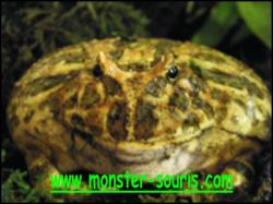 grenouile cerato ornata monster-souris