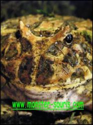 grenouile cerato ornata monster-souris