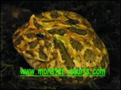 grenouile cerato ornata monster-souris