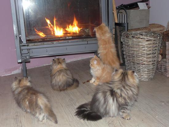 Afficher limage dorigine