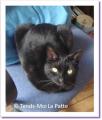 Castafiore, minette noire à adopter Paris