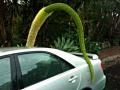 Agave attenuata