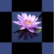 N&eacute;nuphar