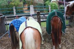 les trois welsh &agrave; Aumale!
