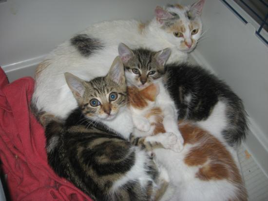 chaton essaye de teter Bonjour, j'ai reçu un chaton de 2 mois elle a bien était sevrée pendant 24 mois et 1 semaine depuis peu, je remarque que lorsque je la caresse, elle me saute sur la poitrine, et fais un mouvement de pattes dessus (par-dessus mes vêtements bien sûr) comme pour téter sa mère. chaton essaye de teter Bonjour, j'ai reçu un chaton de 2 mois elle a bien était sevrée pendant 24 mois et 1 semaine depuis peu, je remarque que lorsque je la caresse, elle me saute sur la poitrine, et fais un mouvement de pattes dessus (par-dessus mes vêtements bien sûr) comme pour téter sa mère.