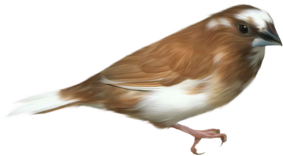 Brown bird, Bird, Birds png