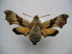 Proserpinus proserpina Legit Jacob H.C.Lev.1961.Coll.A.M.B. 1971