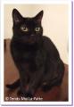 Louna, chatte à adopter Paris