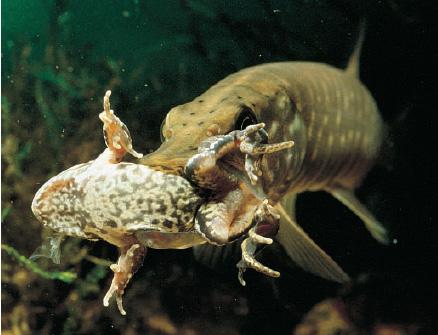 brochet-mange-grenouille.jpg
