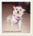 Max, westie de 2 ans &agrave; adopter Paris