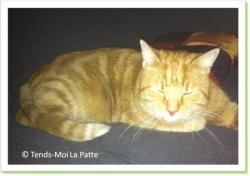 Asterix, chat roux à adopter