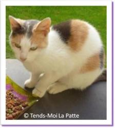 Memphis, chatte &agrave; adopter